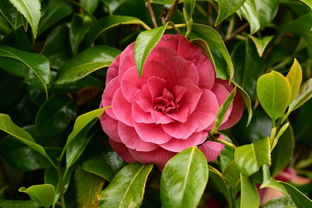 a single pink flower is in the middle of green leaves