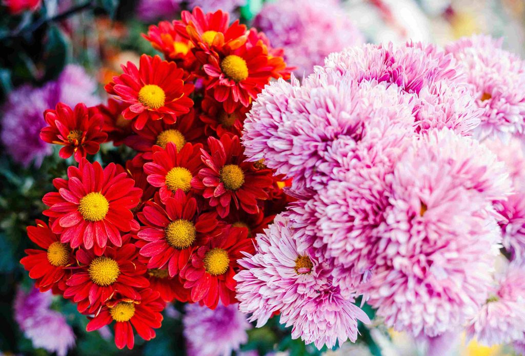 Chrysanthemums flowers