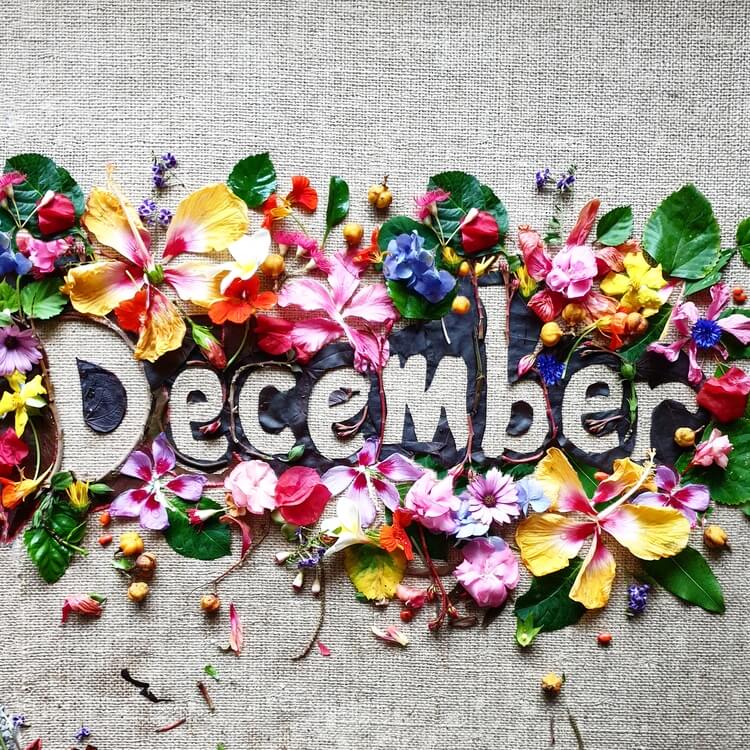 december birth flowers