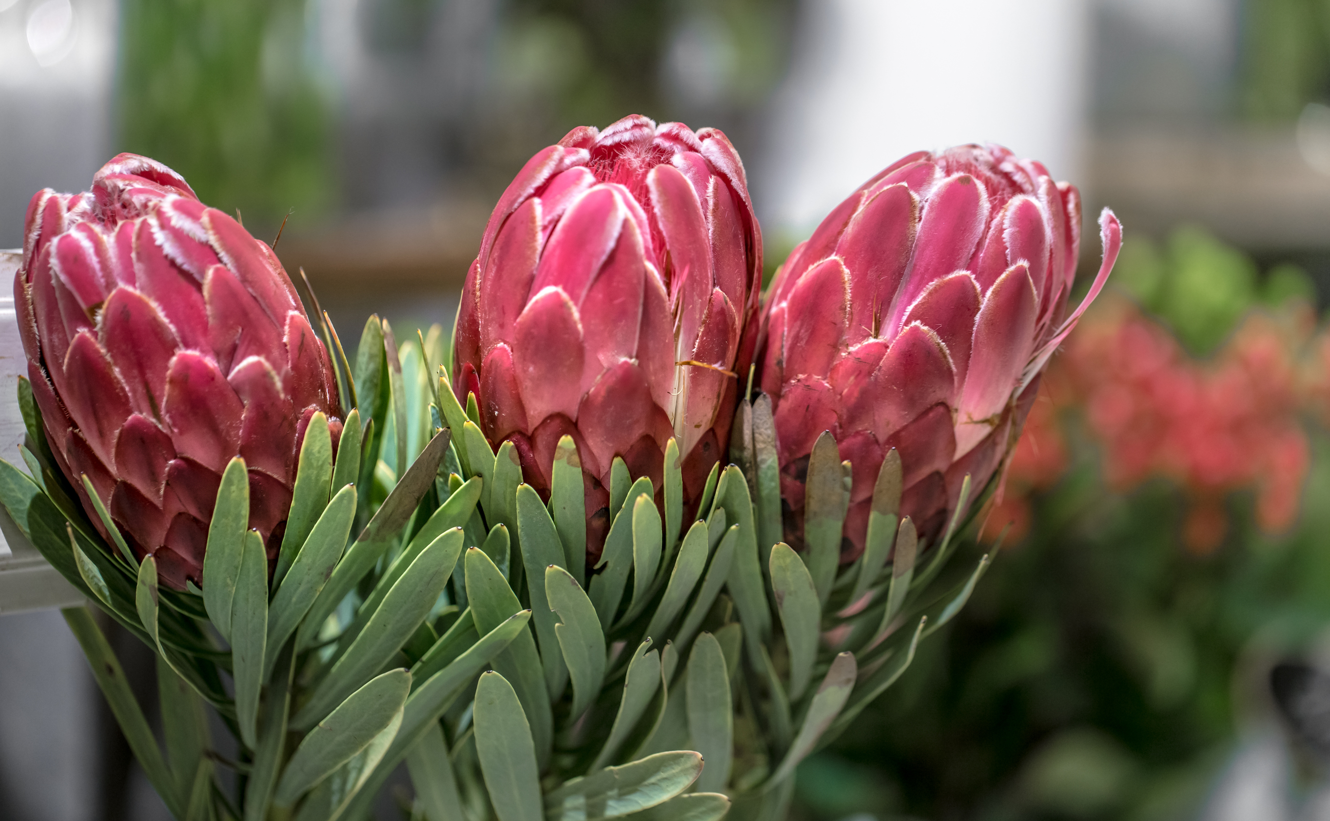 Leucadendron: Finest Native Australian Flower
