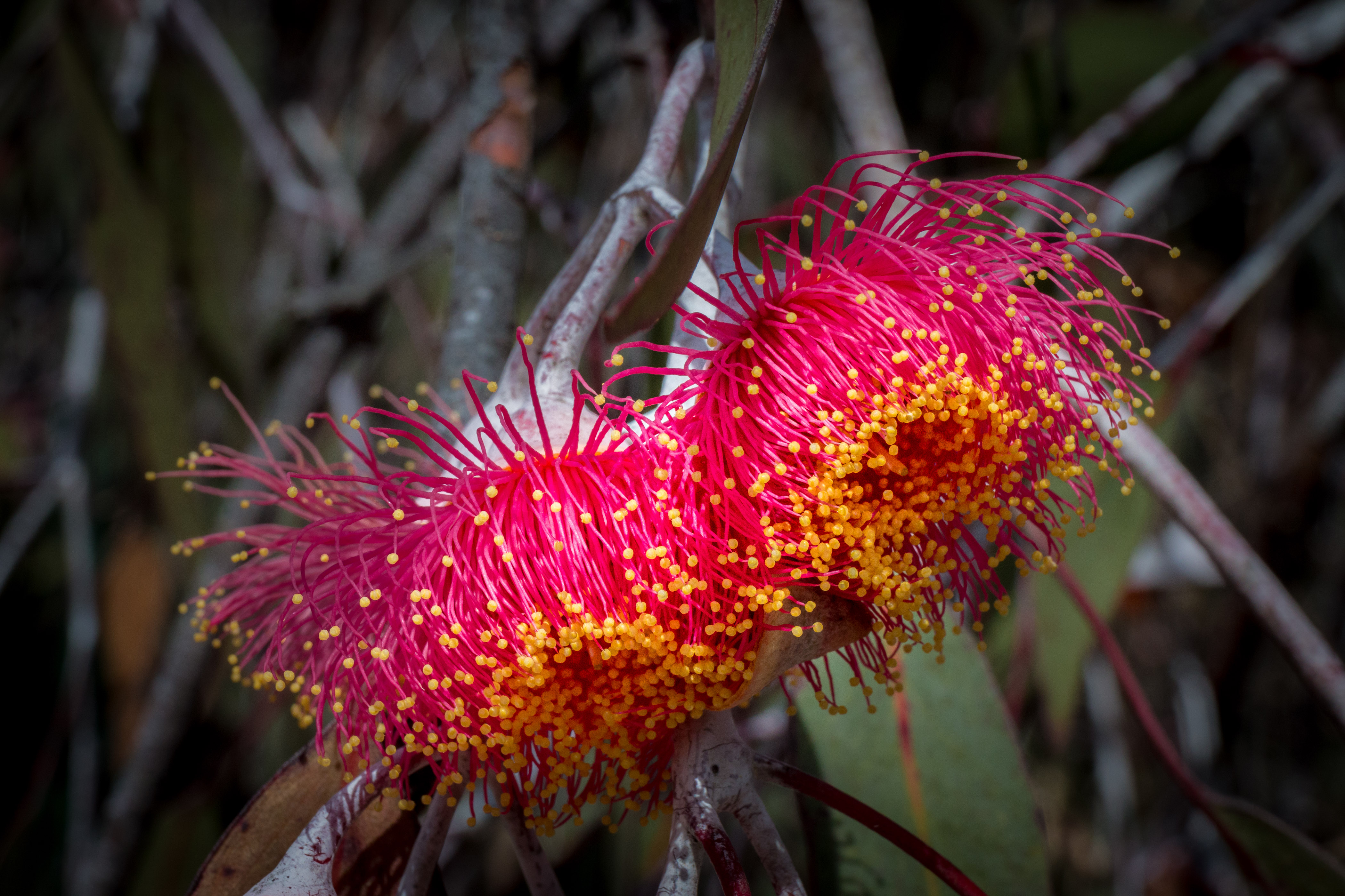 The Beauty of Australian Native Flowers