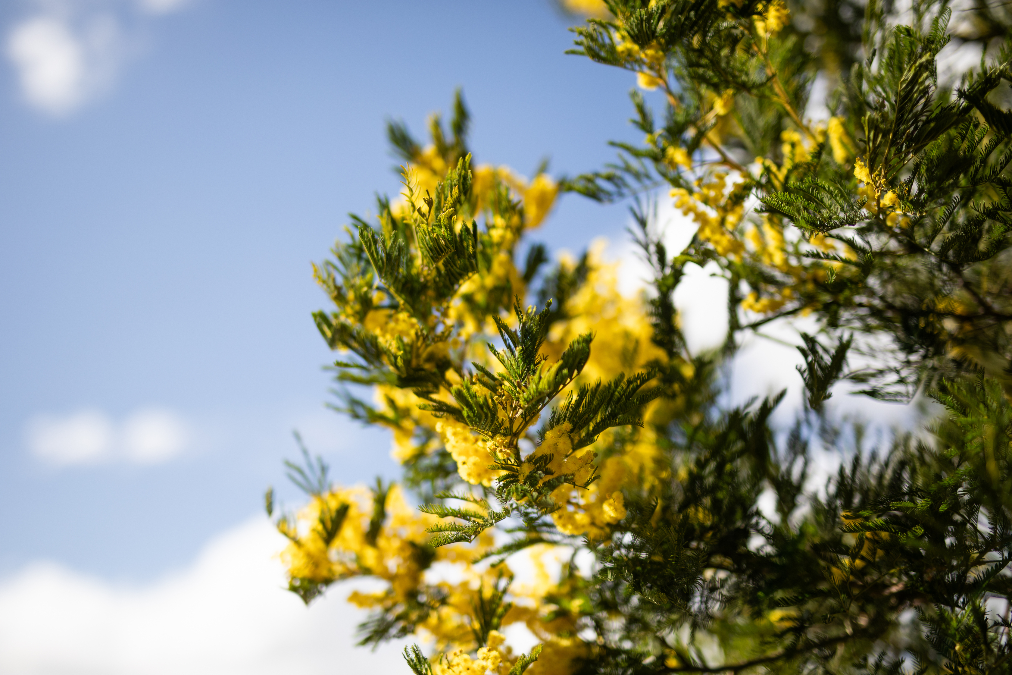 Wattles: The Golden Glow of Australia
