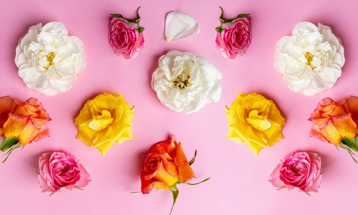 Mixed roses used to explain rose colour meanings